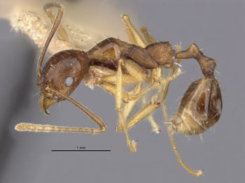 Media type: image;   Entomology 20615 Aspect: habitus lateral view 2